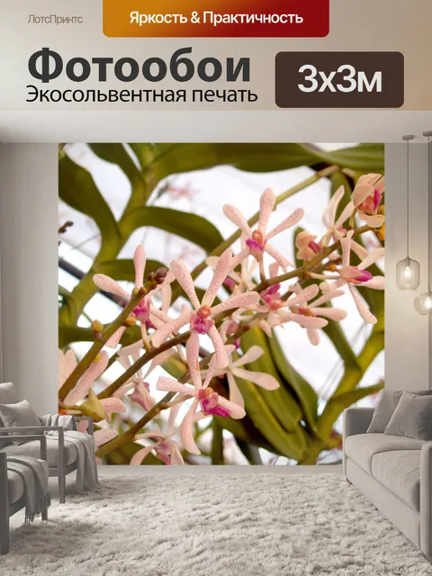 Фотообои Фото цветка орхидеи