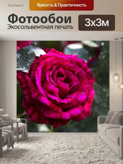 Фотообои Роза