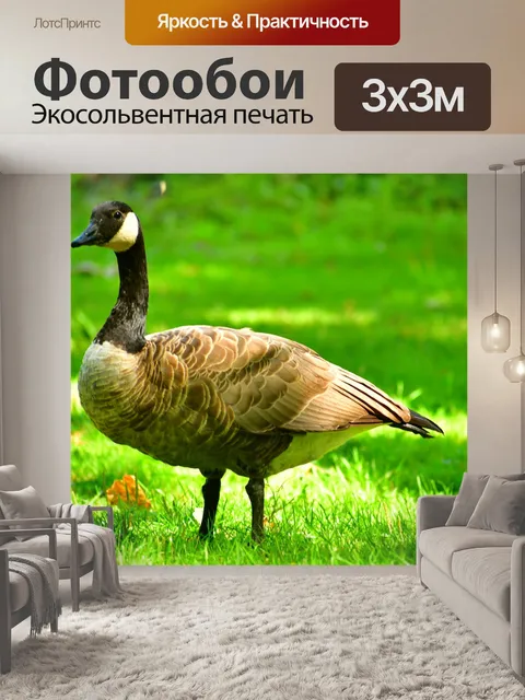 Фотообои Дикие гуси