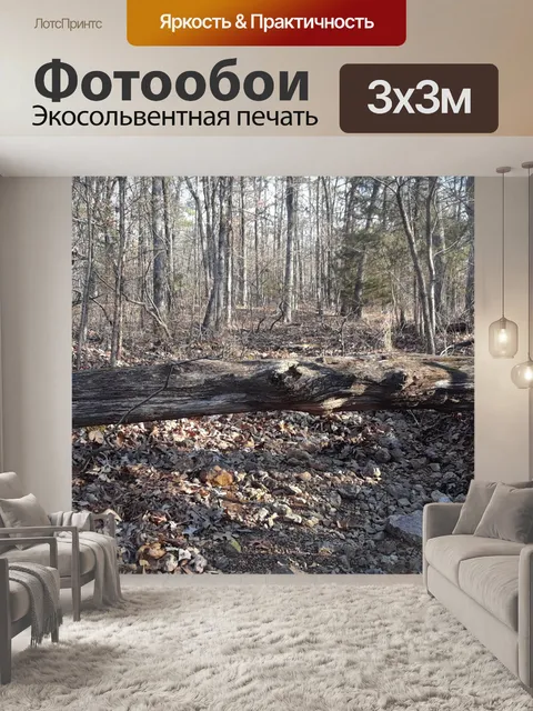 Фотообои Упавшее дерево над сухим руслом ручья