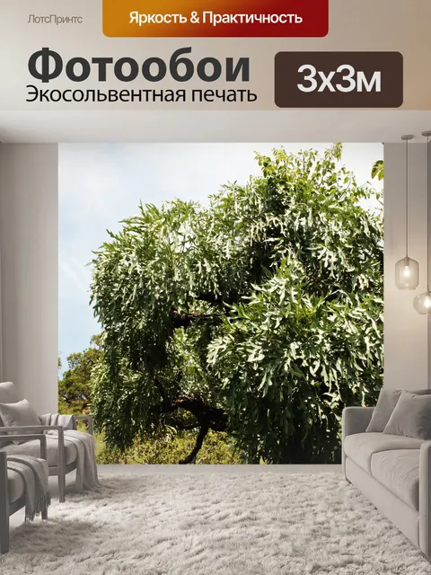 Фотообои вид капустного дерева в солнечном свете