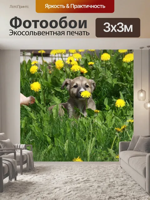 Фотообои Собака