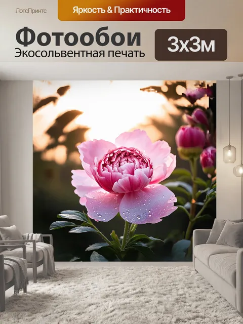Фотообои пион, раскинувший свои яркие, широко распустившиеся лепестки, окружен росой, мерцающей на утреннем солнце