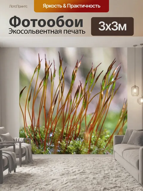 Фотообои Мох
