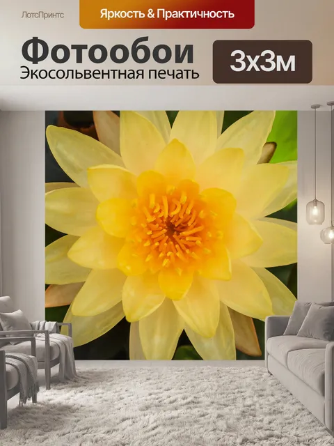 Фотообои Красивый цветок лотоса кувшинки