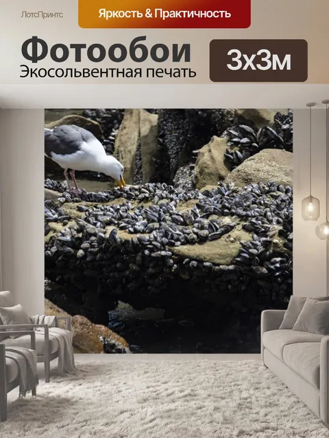Фотообои чайка