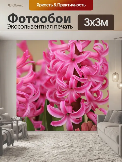 Фотообои Розовый гиацинт расцветает крупным плано