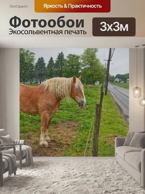Фотообои рабочая лошадка амишей