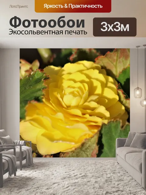 Фотообои Желтый цветок бегонии крупным планом