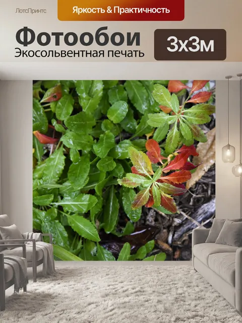 Фотообои Красный и зеленый и дождь