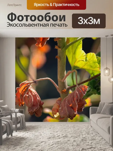 Фотообои коричневые увядшие листья герани