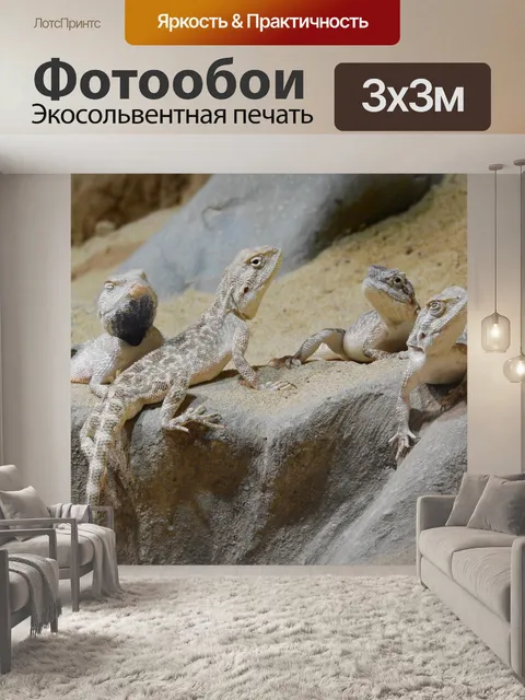 Фотообои Агама степной