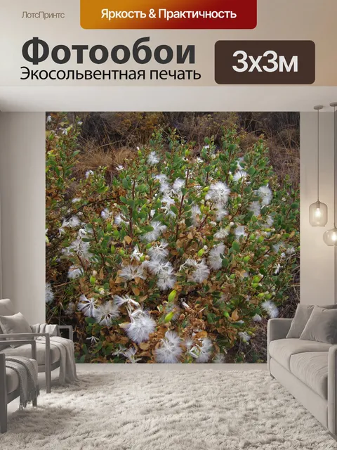 Фотообои кустарник с пушистыми белыми пучками сем