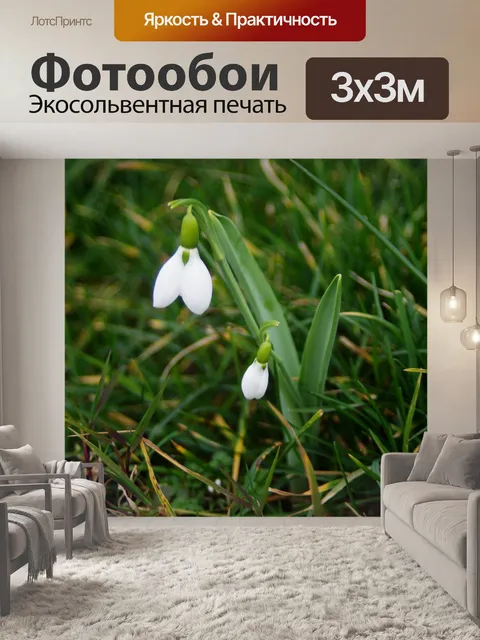 Фотообои Общие подснежник (Galanthus снежная)