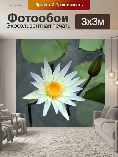 Фотообои белый цветок лотоса и бутон