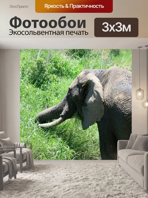 Фотообои Грязь на Африканский слон