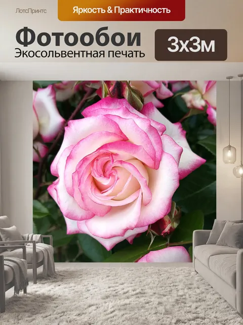 Фотообои Роза