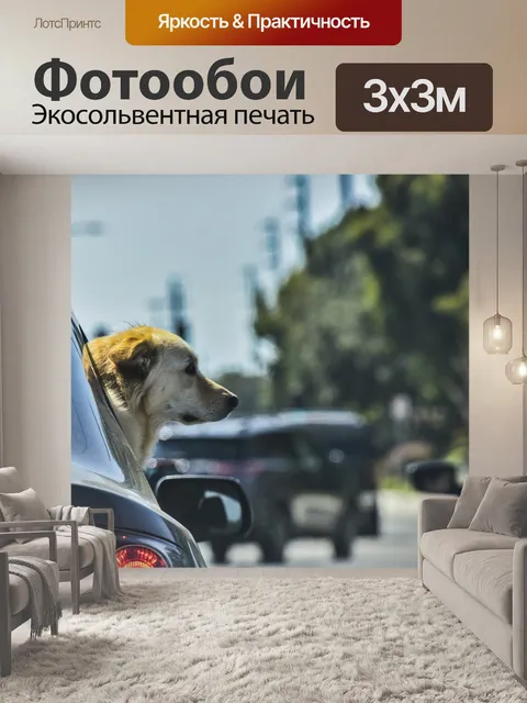 Фотообои Собака в автомобиле