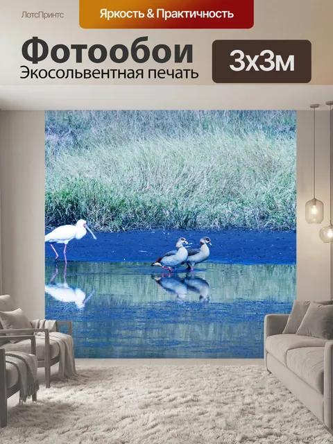 Фотообои африканская колпица и два диких гуся