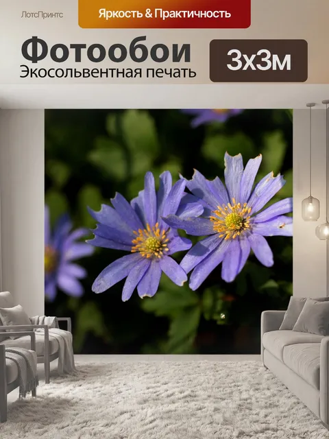 Фотообои Анемона apennina