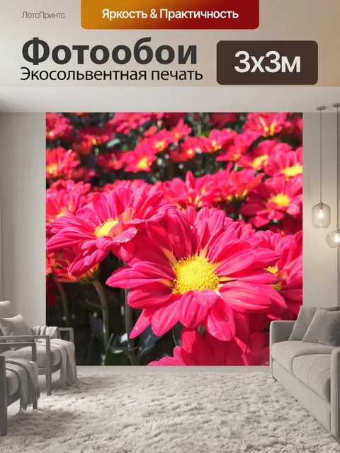 Фотообои Хризантема