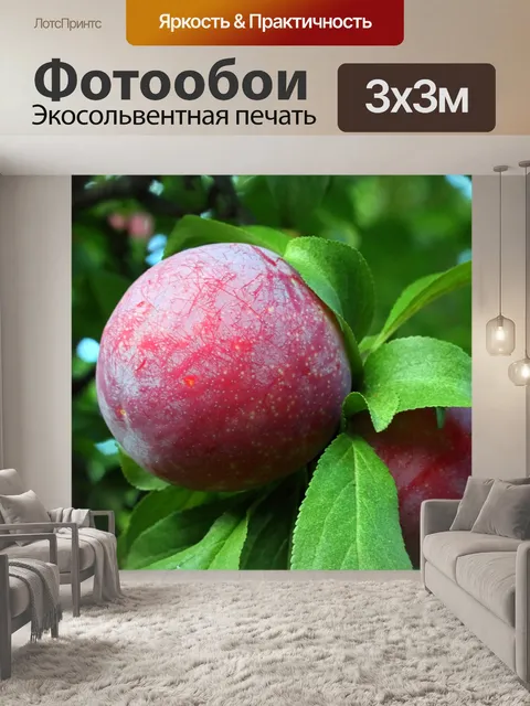 Фотообои созревающие сливы на дереве