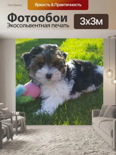 Фотообои Йоркширский терьер