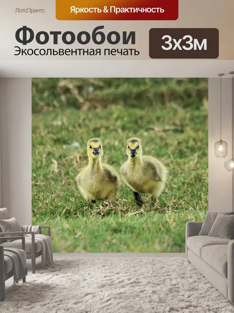 Фотообои Два гусята смотрят в камеру