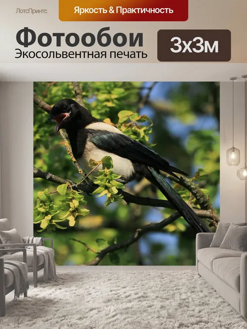 Фотообои Сорока