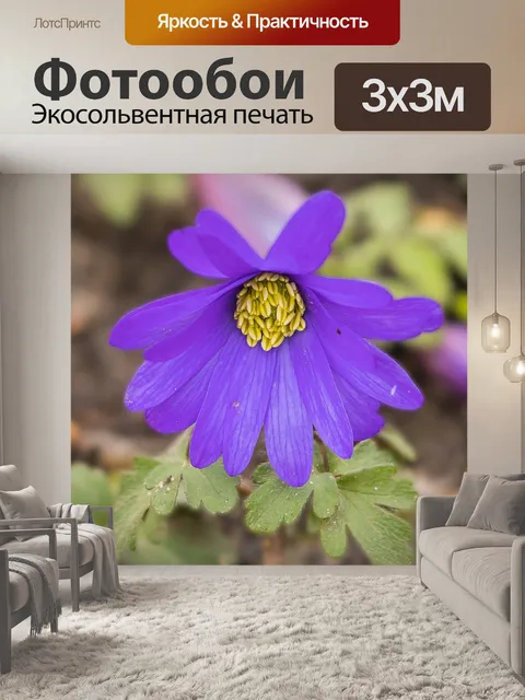 Фотообои Анемона