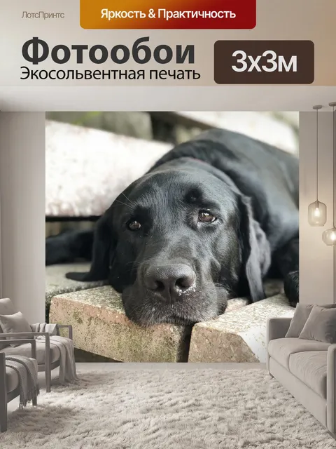Фотообои Черный пес