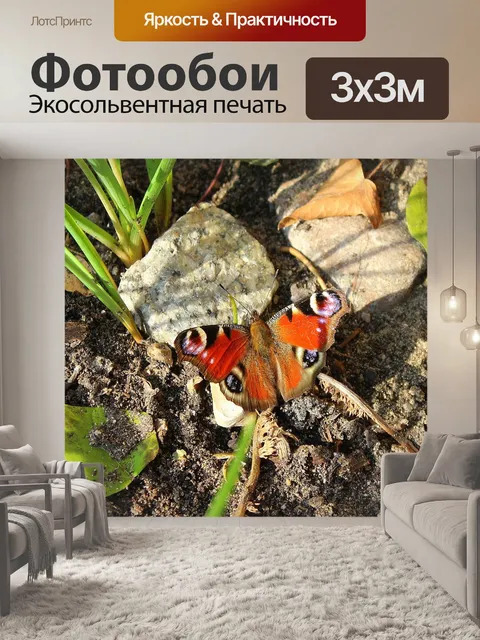 Фотообои Бабочка