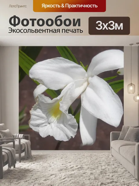 Фотообои Цветок