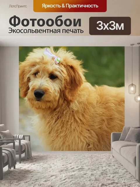 Фотообои Goldendoodle