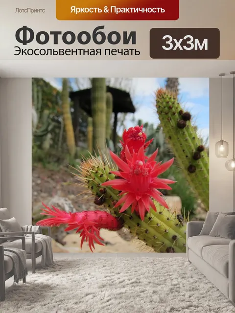 Фотообои Кактус, цветок, красный