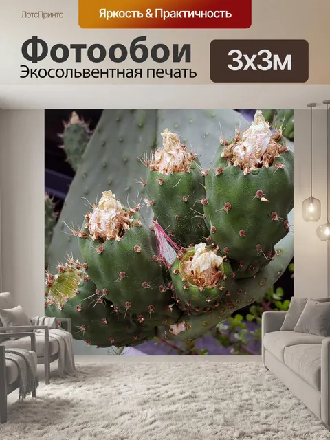 Фотообои бутоны чолла