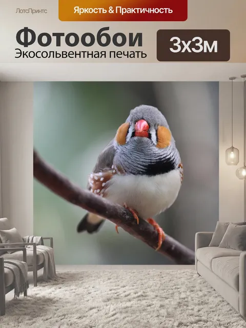 Фотообои Зебры финч