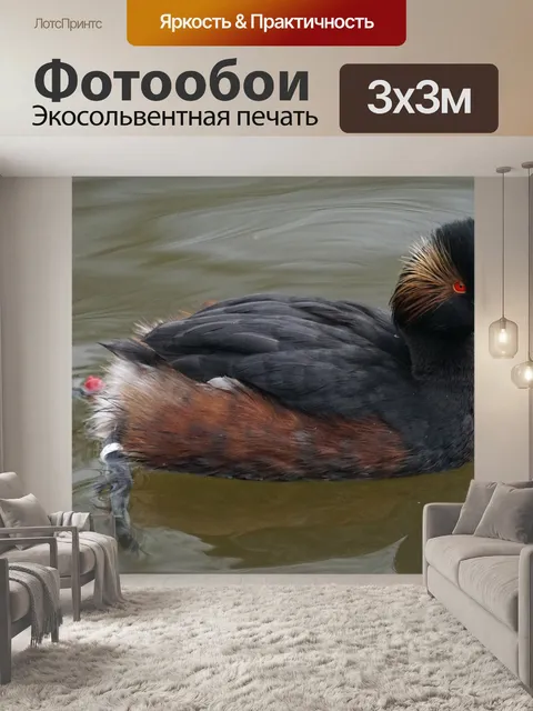 Фотообои Поганка с черной шеей