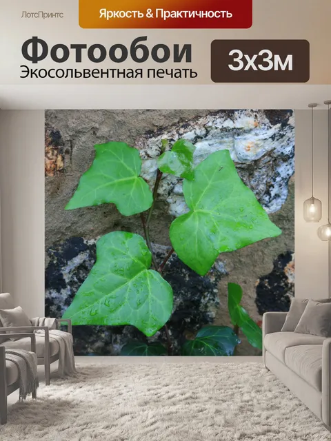 Фотообои плющ против каменной стеной