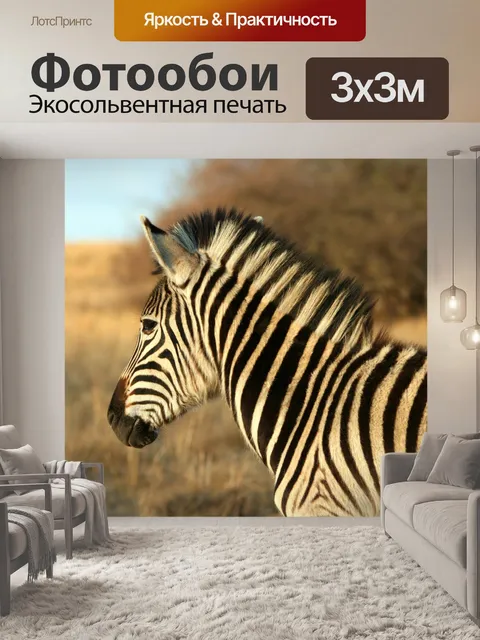 Фотообои зебра Берчелла на солнце