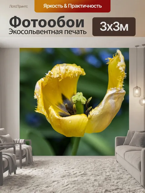 Фотообои Тюльпан Гибрид