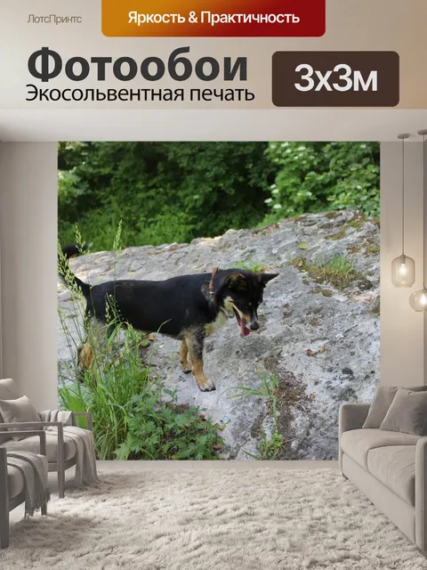 Фотообои Собака, Польша