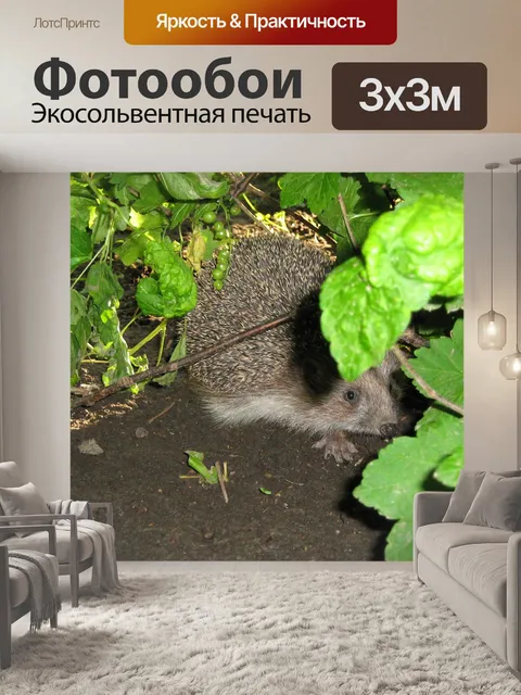 Фотообои Еж