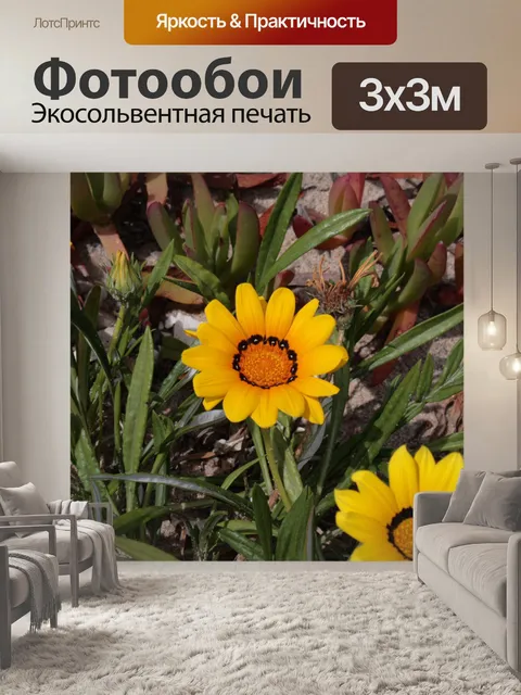 Фотообои Желтые цветы ромашки африканских
