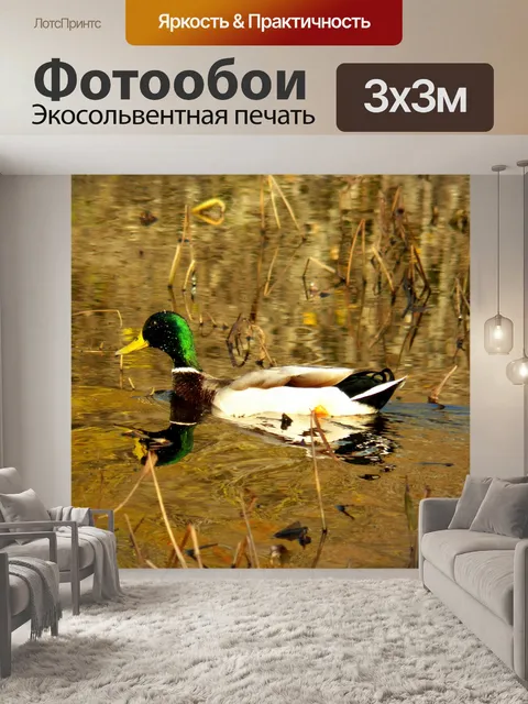 Фотообои Дикая утка