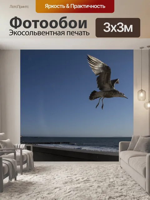 Фотообои Незрелая Чайка