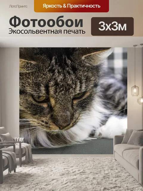 Фотообои Норвежская лесная кошка