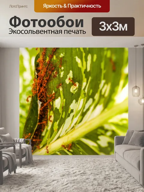 Фотообои Красные муравьи