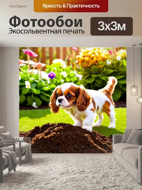Фотообои кавалер кинг чарльз спаниель, касаясь лапами свежевырытого грунта на даче, весело играющий с игрушкой
