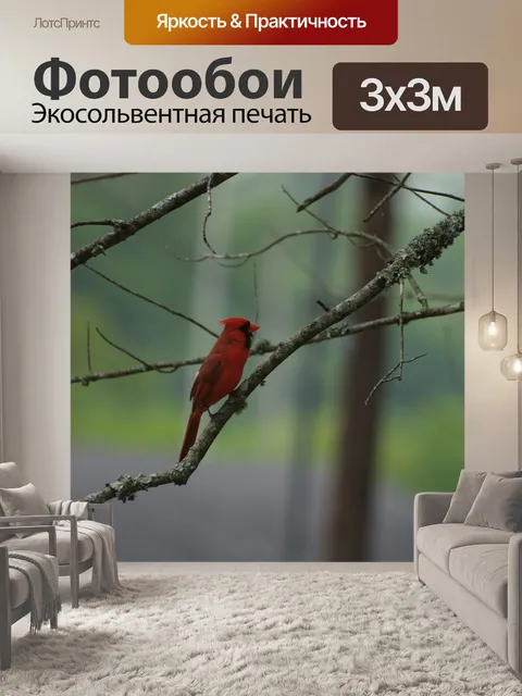 Фотообои Кардинал
